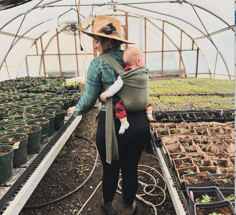 Jaymie Thurler, wearing baby on back, watering plants in hoop house